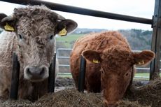 Hausrind (169 von 174).jpg